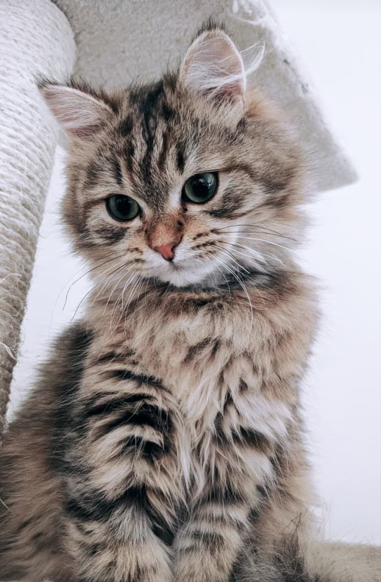 Chat Golden British de la Chatterie du Domaine des Lutins à Francheville