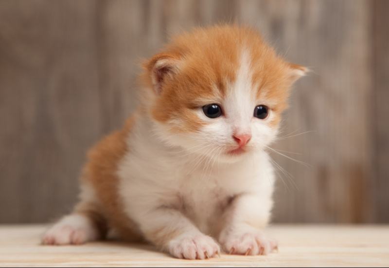 Chaton Golden British de la Chatterie du Domaine des Lutins
